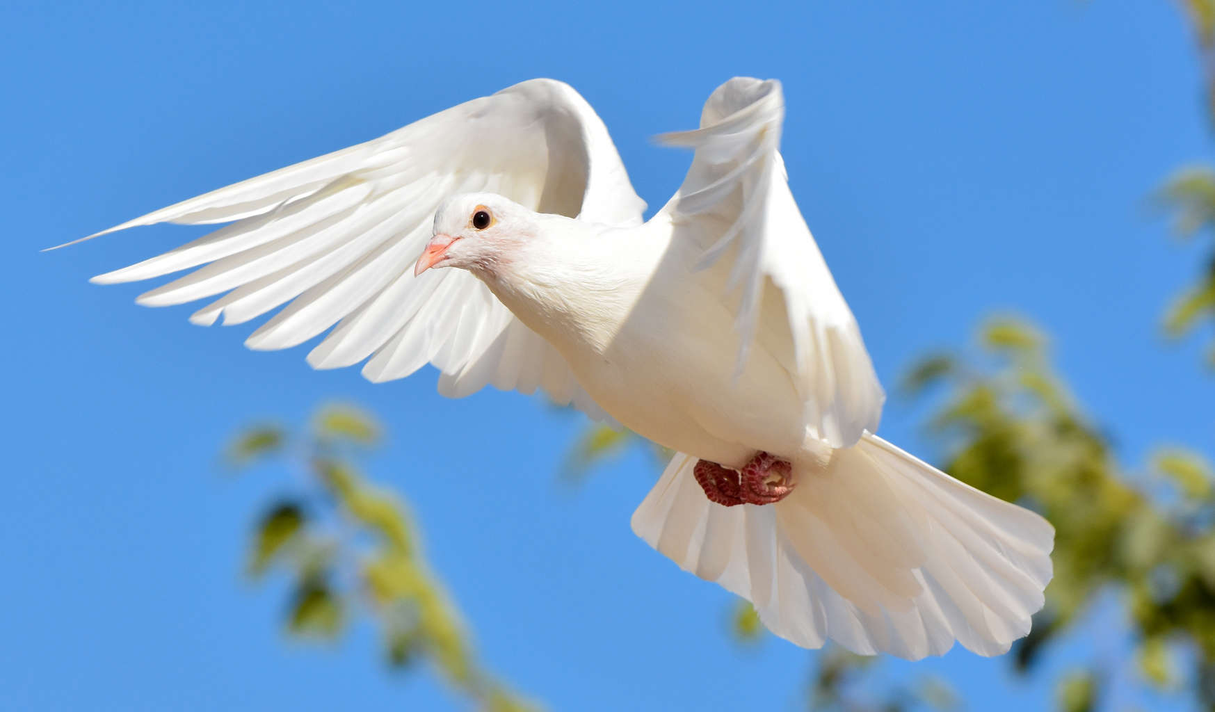wondrous-white-doves-mountain-valley-living