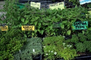 bigstockphoto_garden_market_-_fresh_herbs_599802