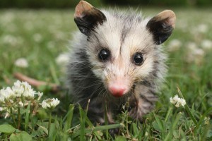 Opossum Images