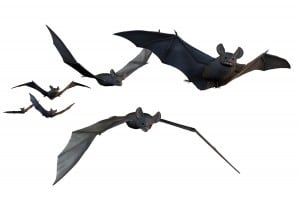 Bats_Flying_182746