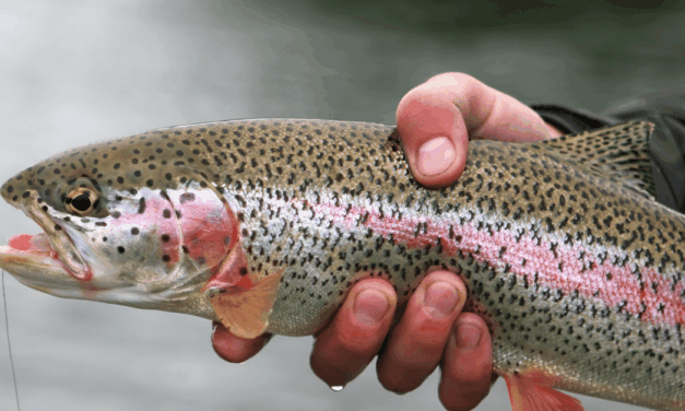 Smoked Trout: The Complete Guide to Brining, Smoking, and Serving It Right