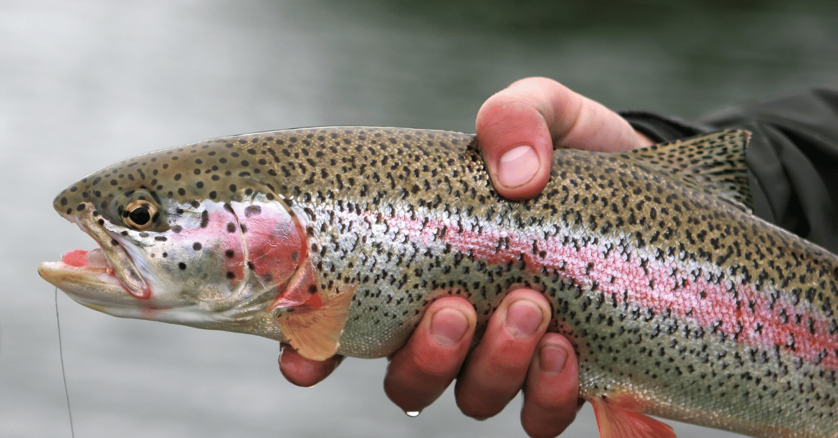 Learn how to make smoked trout with the right brine, wood, and heat control. A practical guide from shoreline catch to smoker.