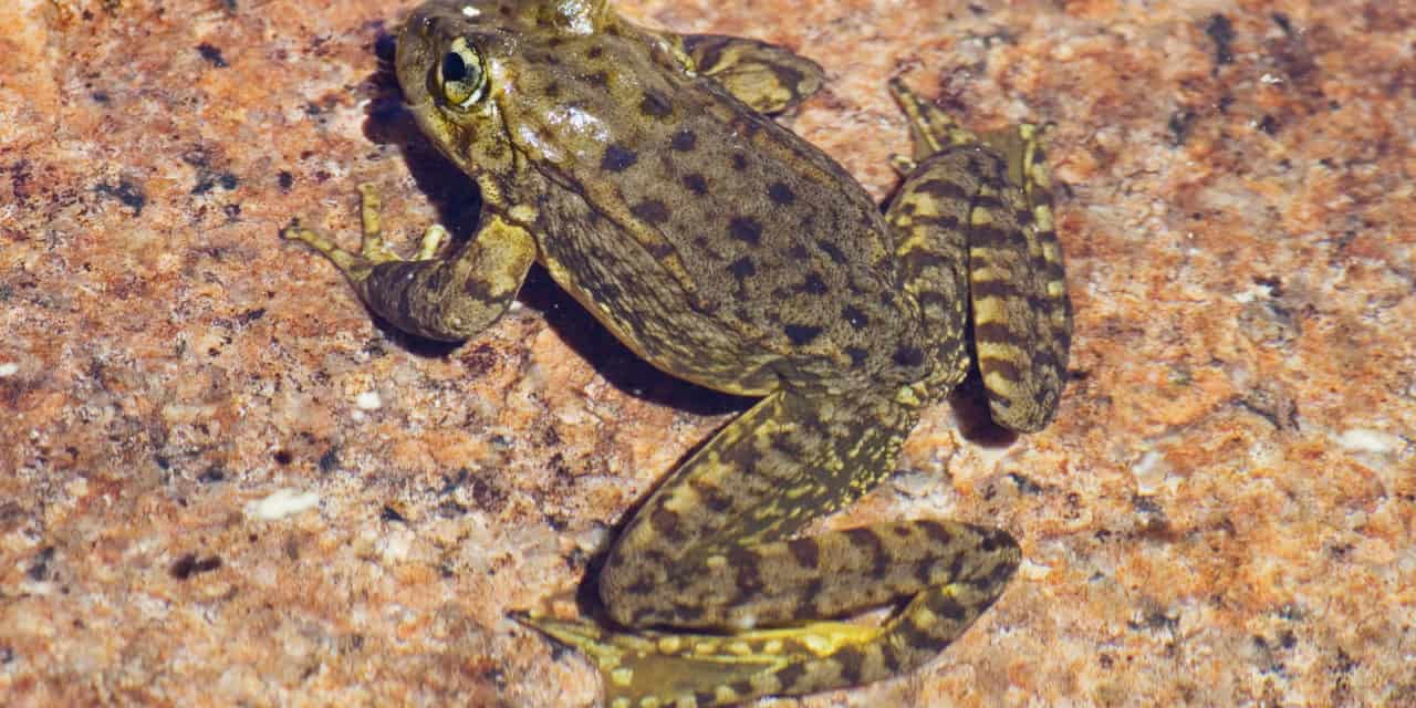 Sierra Nevada Mountain Yellow-Legged Frog