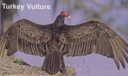 Turkey Vulture… Nature’s Rebel