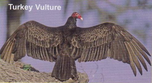 Turkey Vulture… Nature’s Rebel