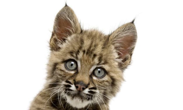 Bobcat–America’s Shadow Stalker