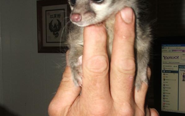 Ringtail Cat… Pet to the Miners of Old