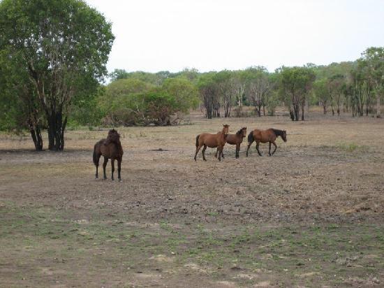Wild Mustangs of the Litchfield Corral