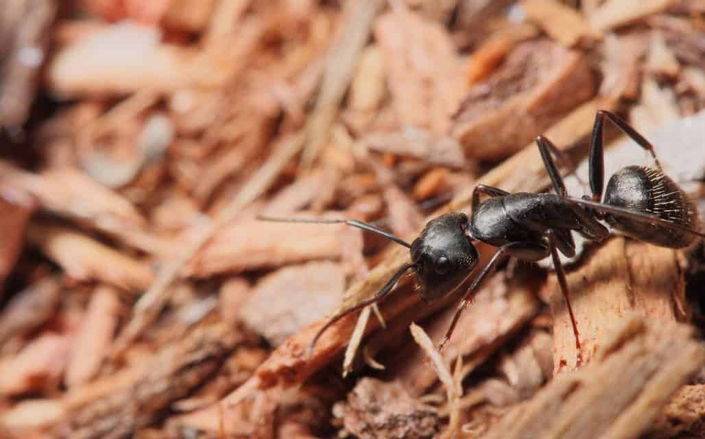 Conquering Carpenter Ants