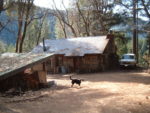 The cabin and the dogs today