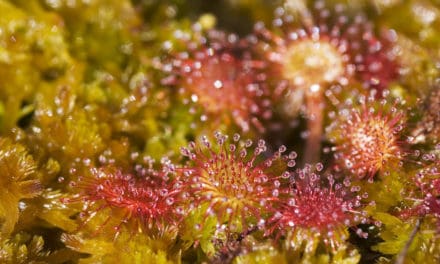 Carnivorous Plants of Butterfly Valley Botanical Area