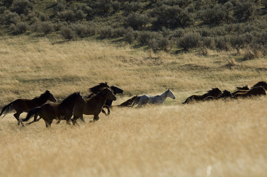 ~ Wild Horses – Lassen County near Nevada Border