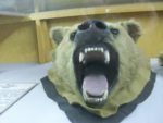 Oscar the bear
