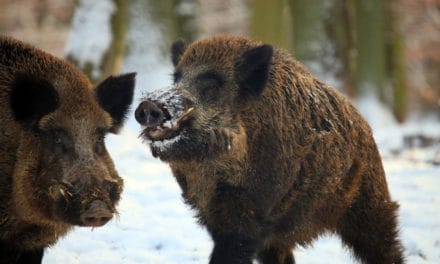 Wild Boar, Spunky Swine
