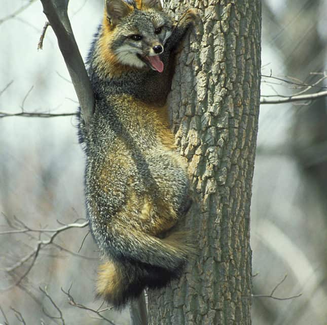 Is That A Grey Fox Up A Tree?