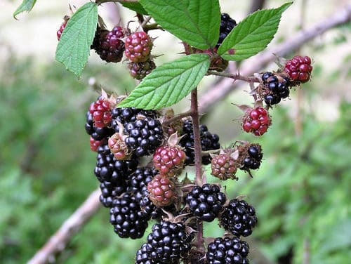 Blackberry Picking Tips and Tools