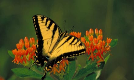 Five Butterflies Of Plumas County