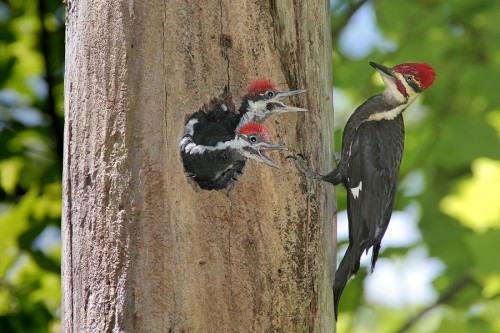 Woodpeckers Fabulous Feather Fashion
