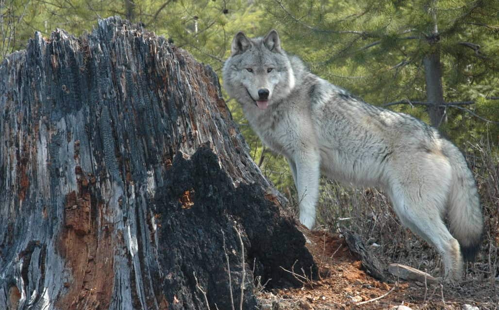 Grey Wolf OR 7 Visits Lassen and Plumas Counties