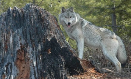 Grey Wolf OR 7 Visits Lassen and Plumas Counties