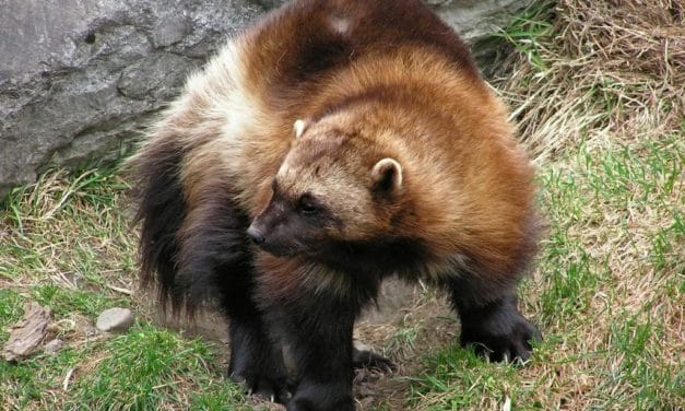 Have You Ever Seen a Wolverine?
