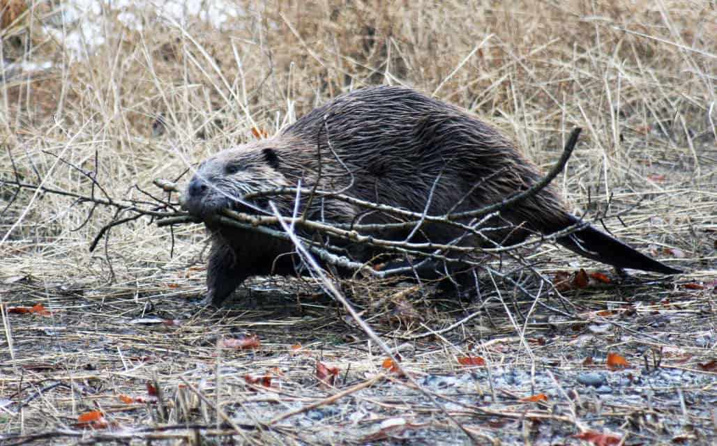 North American Beaver the Busy Builder