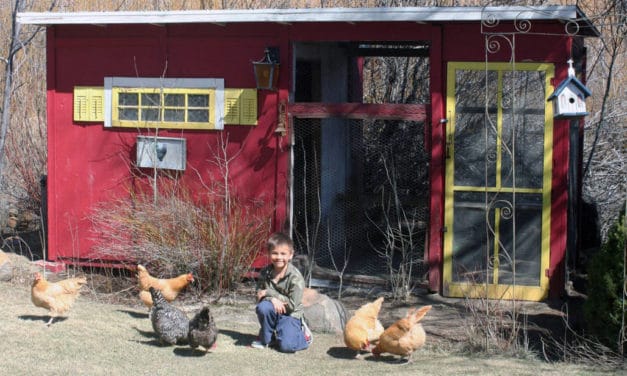 Growing Chickens For Fun, Profit, and Breakfast Eggs