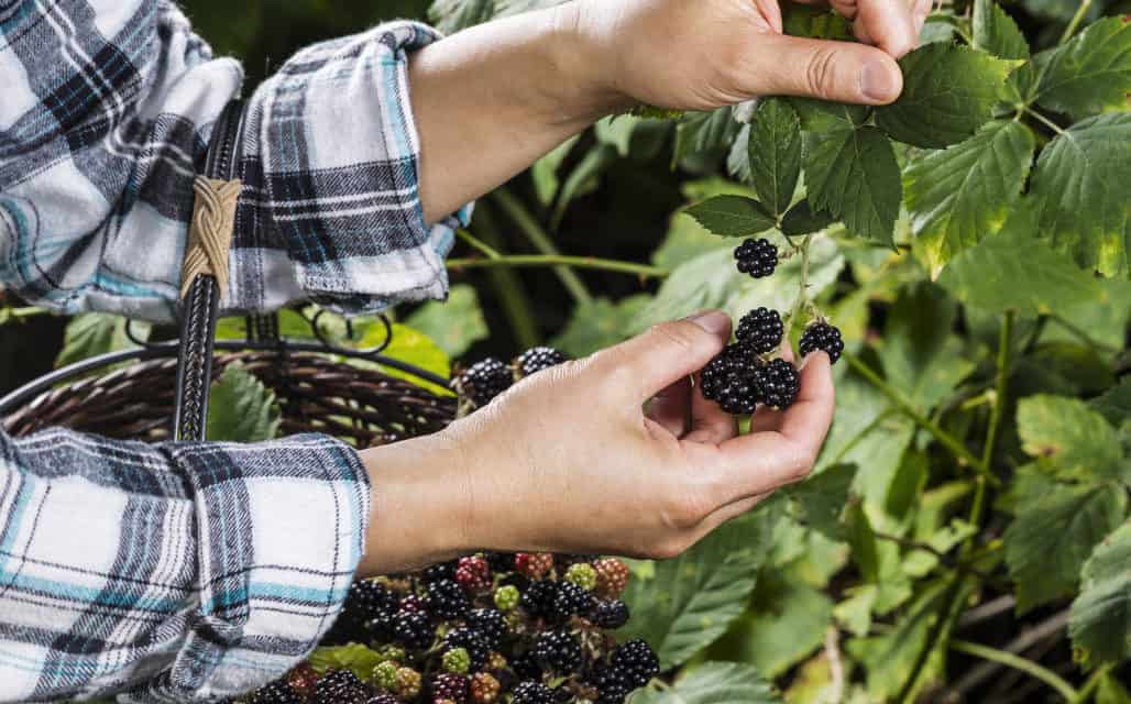 Finding Wild Blackberries