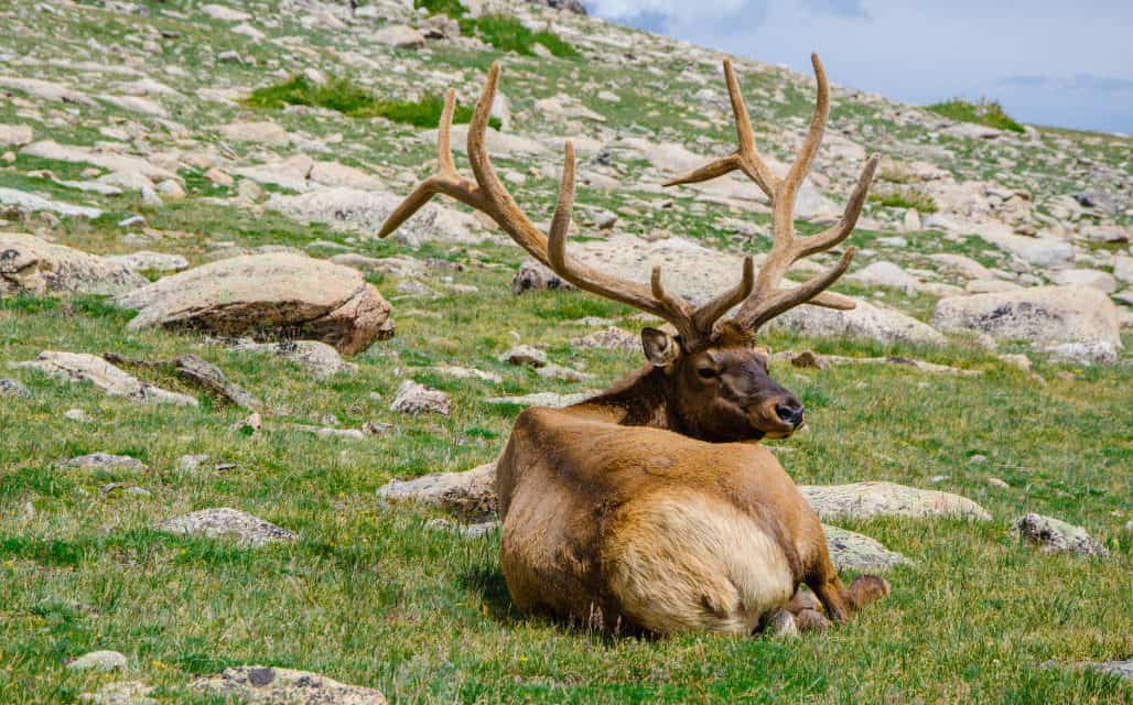 The Illusive Elk of California
