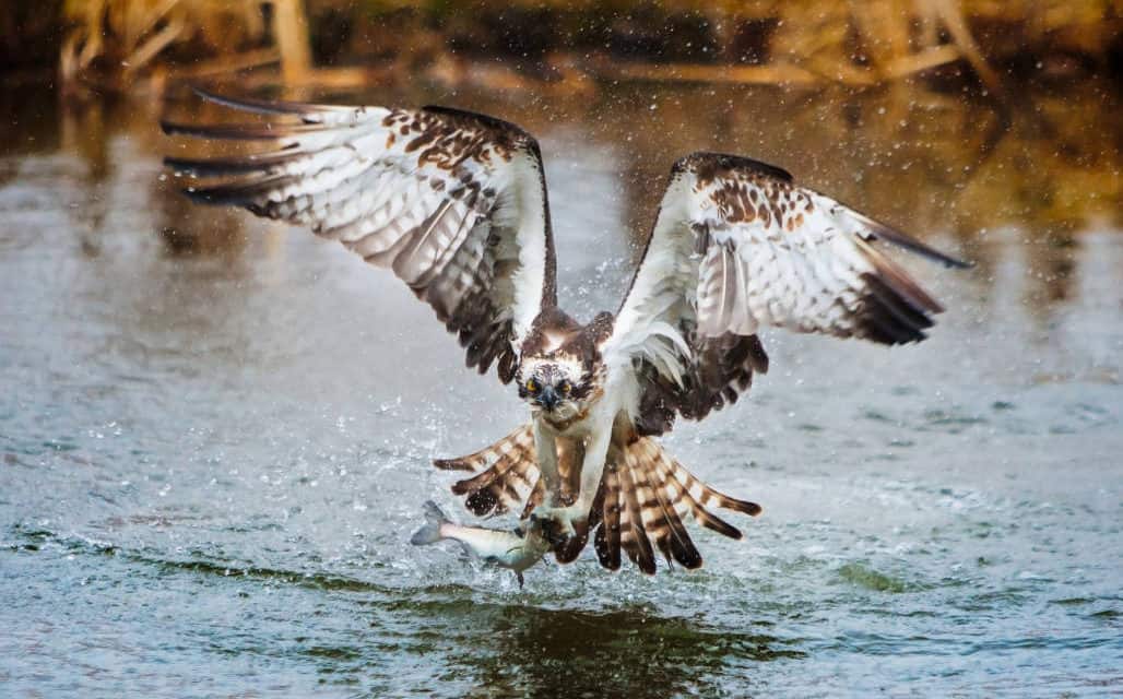 Raptor Rivalry, Fighting Over Fish Bald Eagle vs. Osprey