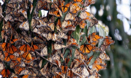 The Marvelous Migration Of The Monarch Butterfly