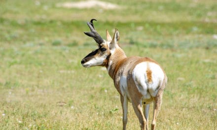 American Pronghorn One Of A Kind