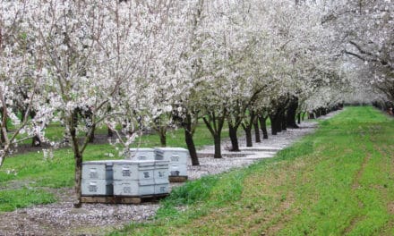 Almond Blossoms Farmers Partner With Nature For An Impressive Show