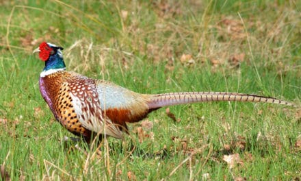The Regal Ring- Necked Pheasant