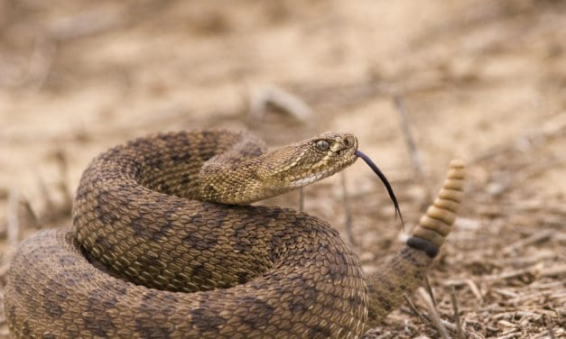 Dos and Don’ts In Snake Country