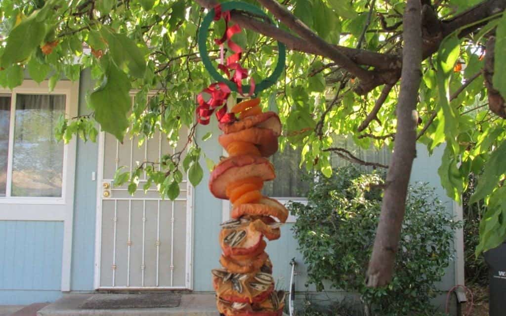 Bird Feeders to Make With The Kids