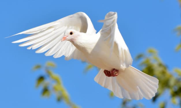 Wondrous White Doves