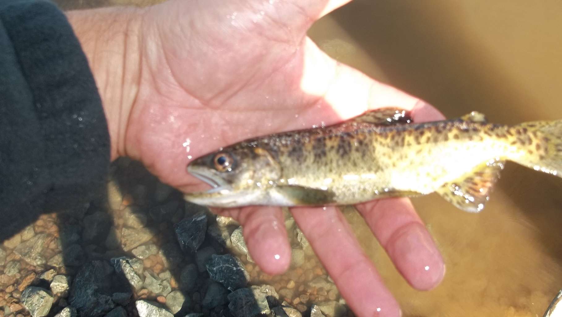 Salmon fry in hand