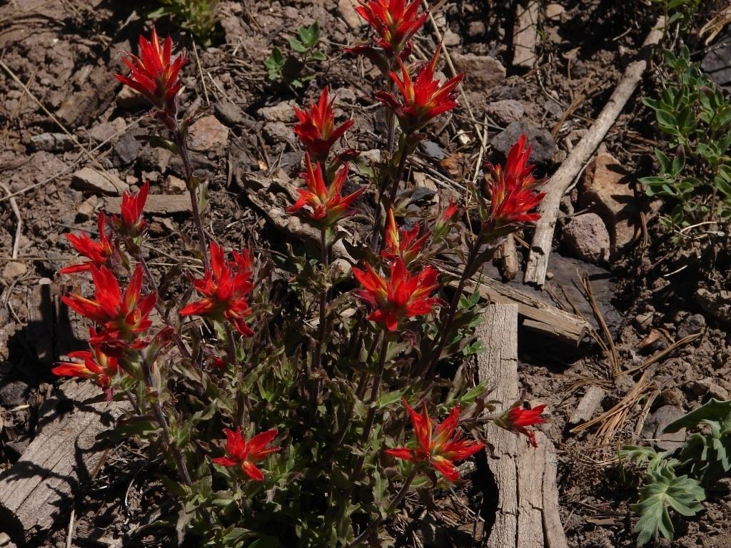 indian paintbrush