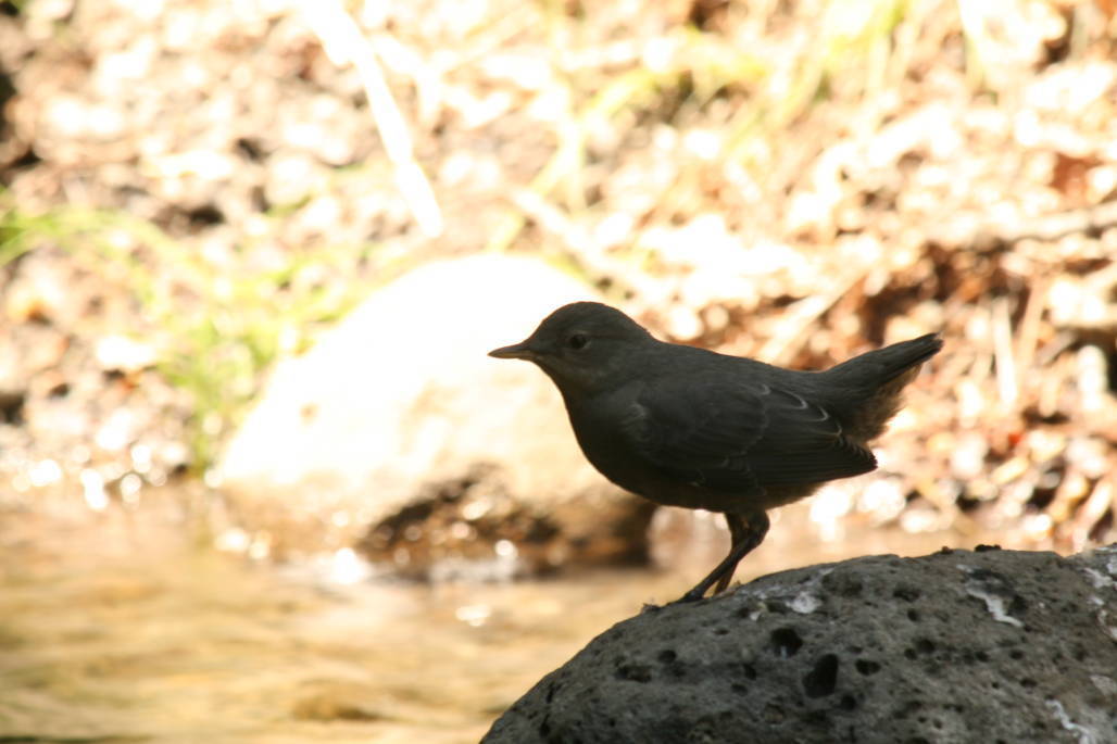 American Dipper3