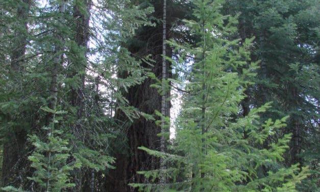 SIERRA PACIFIC INDUSTRIES- Modern Forest Management for a Sustainable Future