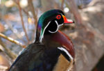 wood duck up close