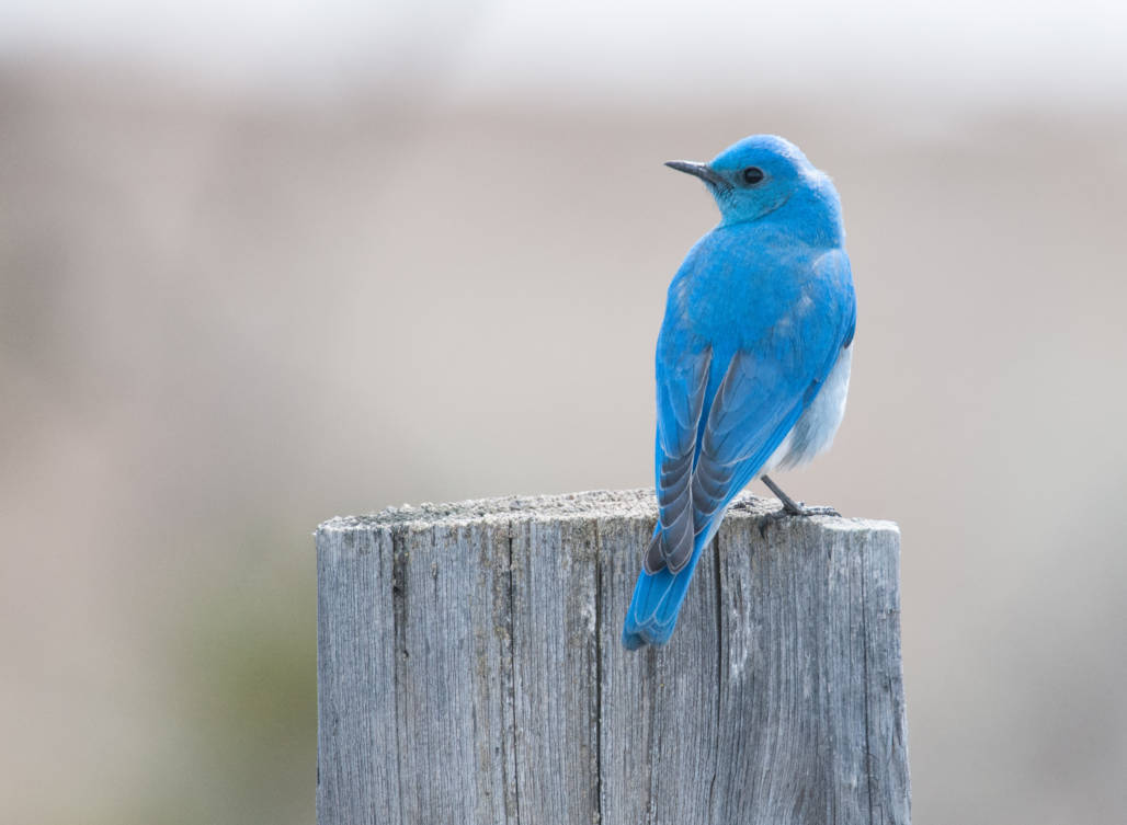 Mountain bluebird