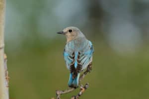 female mountain bluebird