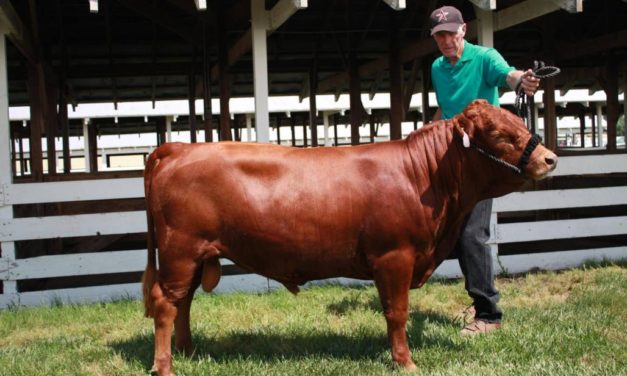 DEXTER CATTLE: A Compact Version of the Old-Fashioned Family Cow
