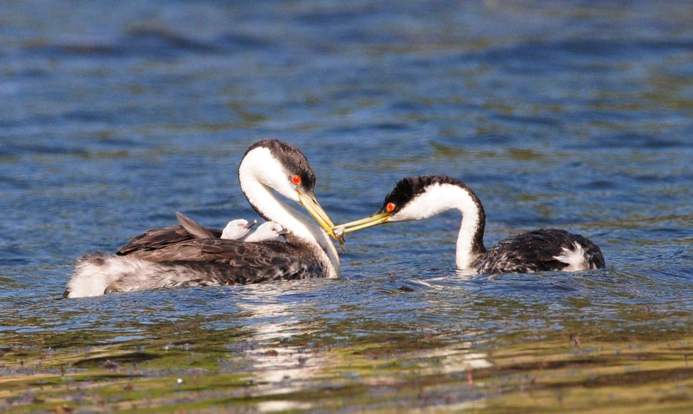 grebe-by-jan-ramelli3 Grebe mating