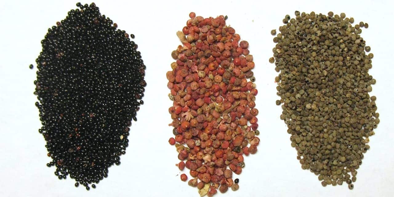 Quinoa’s Cousins Pitseed Goosefoot, Red-root Amaranth, & Red-Seeded Quinoa