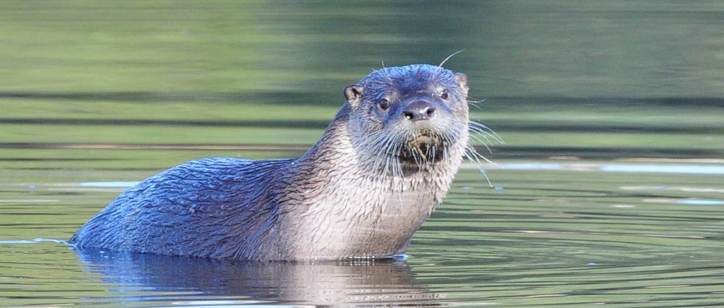River Otter by Jan Ramelli