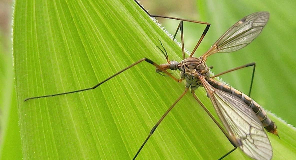 Bug Wild- Mosquito Eaters
