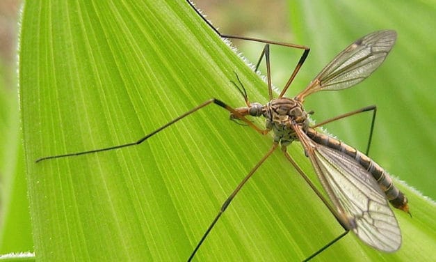 Bug Wild- Mosquito Eaters